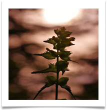 Dunham 2 Backlit - Chris Beesley